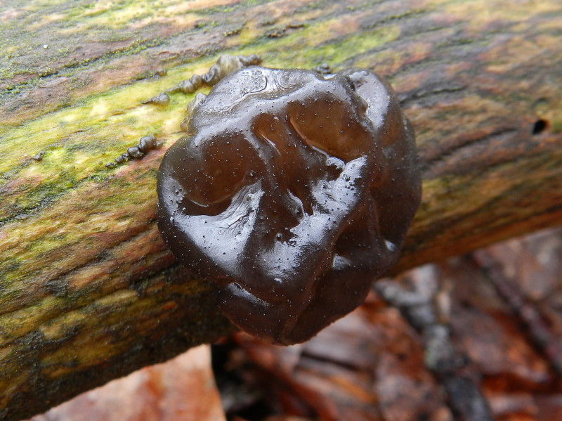 Tra una goccia e l''altra